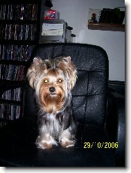 Jork��rsk� terier, Yorkshire Terrier,