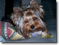 Jork��rsk� terier, Yorkshire Terrier,