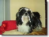 �icu, Shih-Tzu
