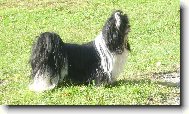 �icu, Shih-Tzu