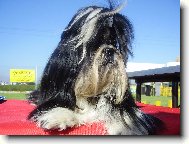 �icu, Shih-Tzu
