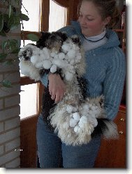�icu, Shih-Tzu