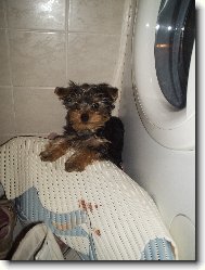 Jork��rsk� terier, Yorkshire Terrier,
