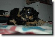 Str� domu
