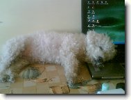 Bichon � poil fris�, Bichon Frise