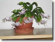 Schlumbergera