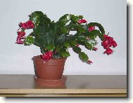 Schlumbergera