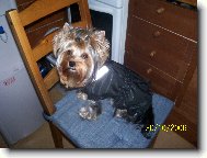 Jork��rsk� terier, Yorkshire Terrier,