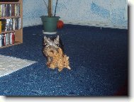 Jork��rsk� terier, Yorkshire Terrier,