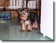 Jork��rsk� terier, Yorkshire Terrier,
