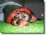 Jork��rsk� terier, Yorkshire Terrier,