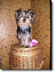 Jork��rsk� terier, Yorkshire Terrier,