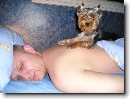Jork��rsk� terier, Yorkshire Terrier,