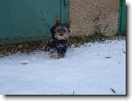 Jork��rsk� terier, Yorkshire Terrier,