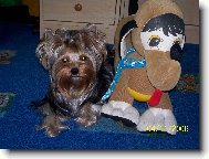 Jork��rsk� terier, Yorkshire Terrier,