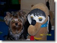 Jork��rsk� terier, Yorkshire Terrier,