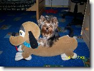 Jork��rsk� terier, Yorkshire Terrier,