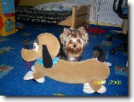 Jork��rsk� terier, Yorkshire Terrier,