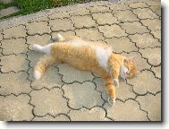 K��enec Persk� ko�ky