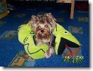 Jork��rsk� terier, Yorkshire Terrier,