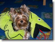 Jork��rsk� terier, Yorkshire Terrier,