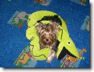 Jork��rsk� terier, Yorkshire Terrier,
