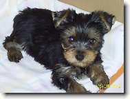 Jork��rsk� terier, Yorkshire Terrier,