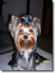 Jork��rsk� terier, Yorkshire Terrier,