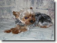 Bichon � poil fris�, Bichon Frise