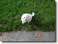 Bichon � poil fris�, Bichon Frise