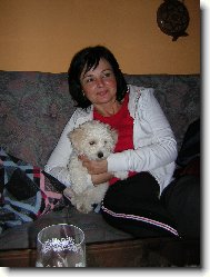 Bichon � poil fris�, Bichon Frise