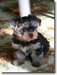 Jork��rsk� terier, Yorkshire Terrier,