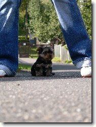 Jork��rsk� terier, Yorkshire Terrier,