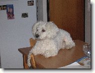 Bichon � poil fris�, Bichon Frise