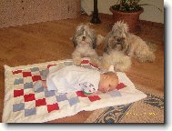 �icu, Shih-Tzu