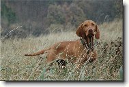 R�vidsz�r� Magyar Vizsla, Hungarian Short-haired Pointing Dog