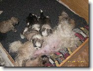 �icu, Shih-Tzu