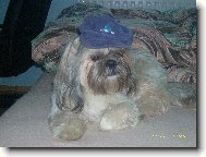 �icu, Shih-Tzu
