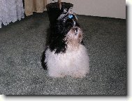 �icu, Shih-Tzu