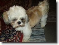 �icu, Shih-Tzu