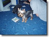 Jork��rsk� terier, Yorkshire Terrier,