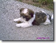 �icu, Shih-Tzu