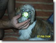 �icu, Shih-Tzu