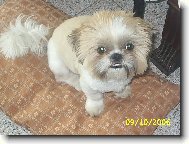 �icu, Shih-Tzu