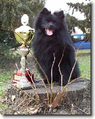 Deutscher spitz - Mittelspitz, German Spitz � Medium size Spitz
