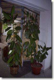 Ficus elastica
