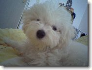Bichon � poil fris�, Bichon Frise