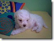 Bichon � poil fris�, Bichon Frise