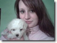 Bichon � poil fris�, Bichon Frise
