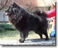 Deutscher spitz - Grossspitz, German Spitz � Giant Spitz